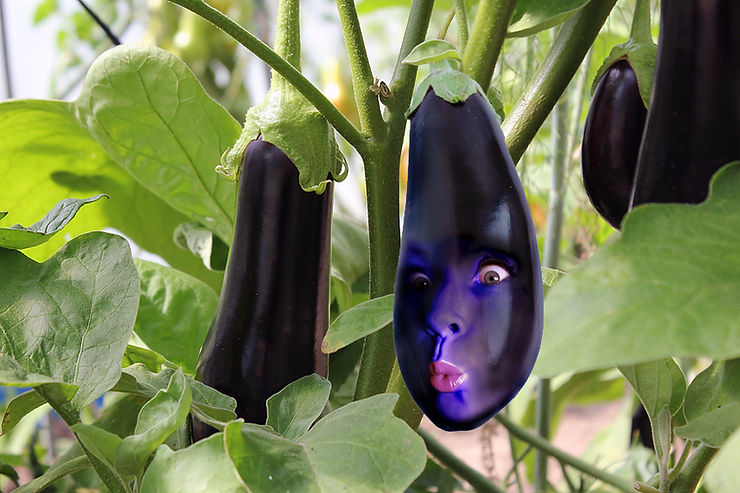 Aubergine plant with face