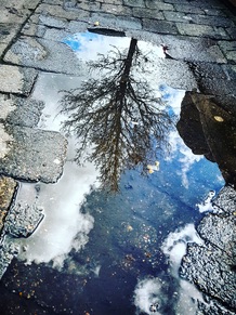 Tree reflected in puddle in middle of cobblestones