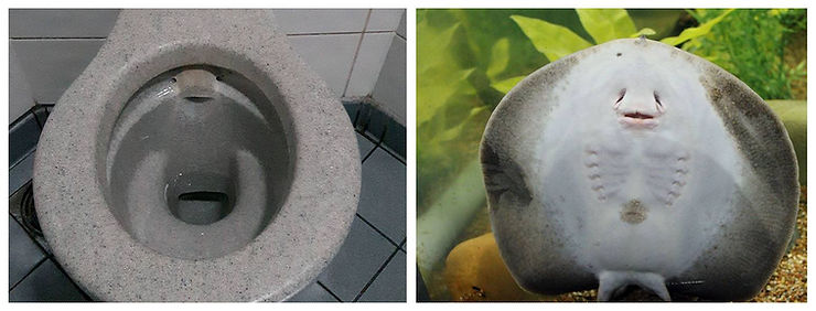 Image of a toilet bowl next to an image of the bottom of a stingray